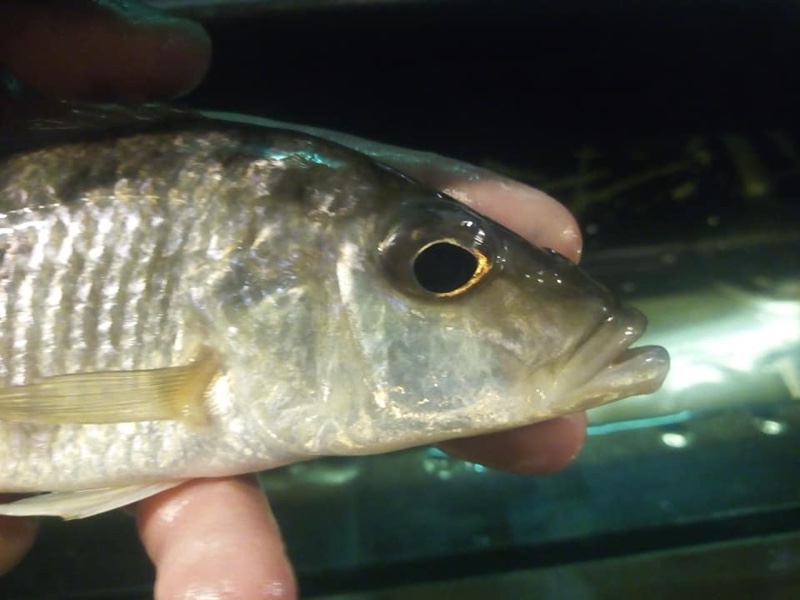 Stigmatochromis woodi 'Chimwalani Reef'